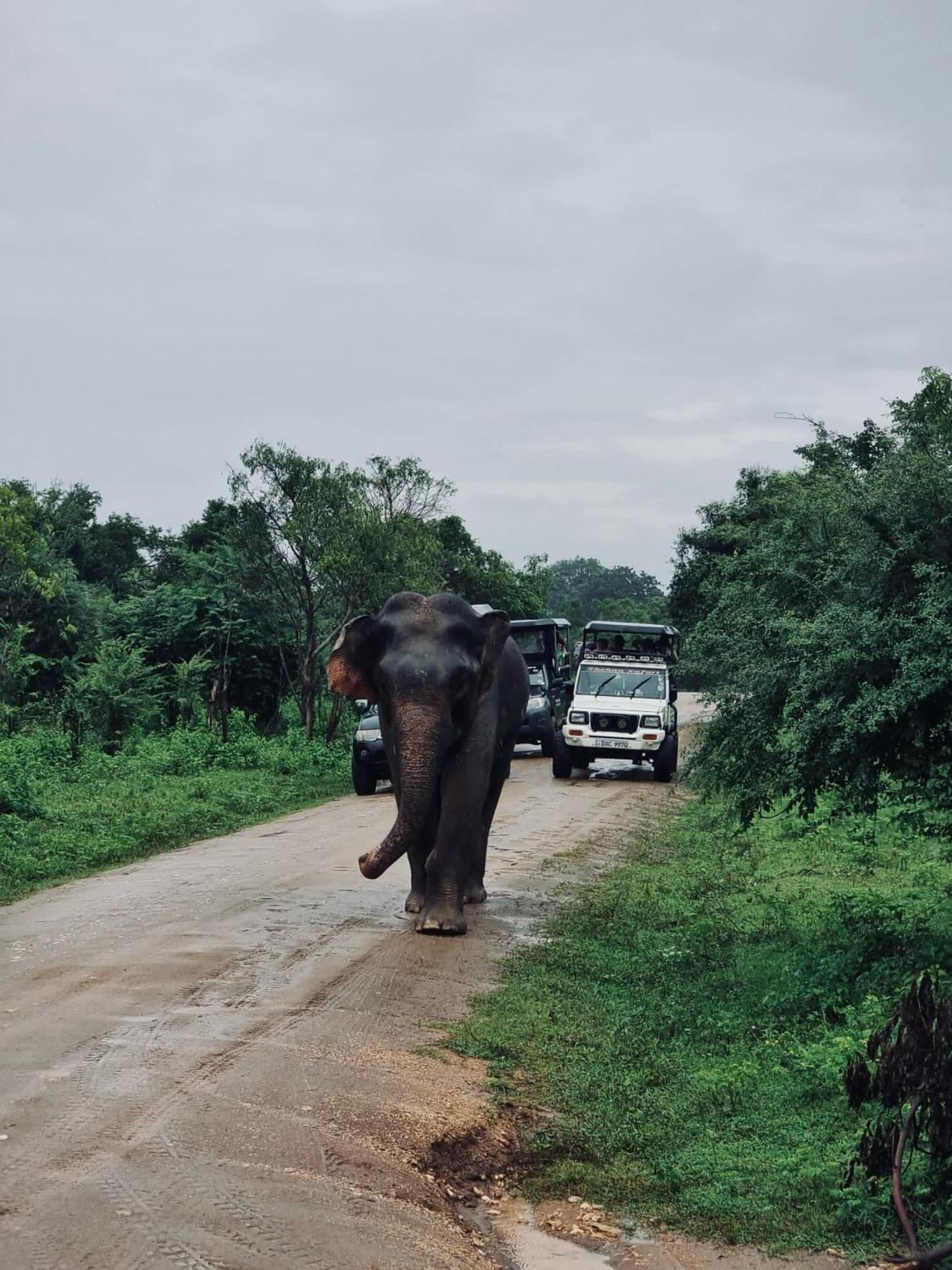 Elephant Paradise Safari Resort Uda Walawe Extérieur photo